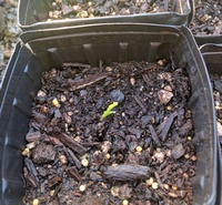 The first Gingko tree sprouts!